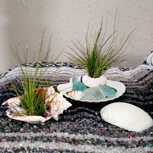 Airplant Beach Scene Decor